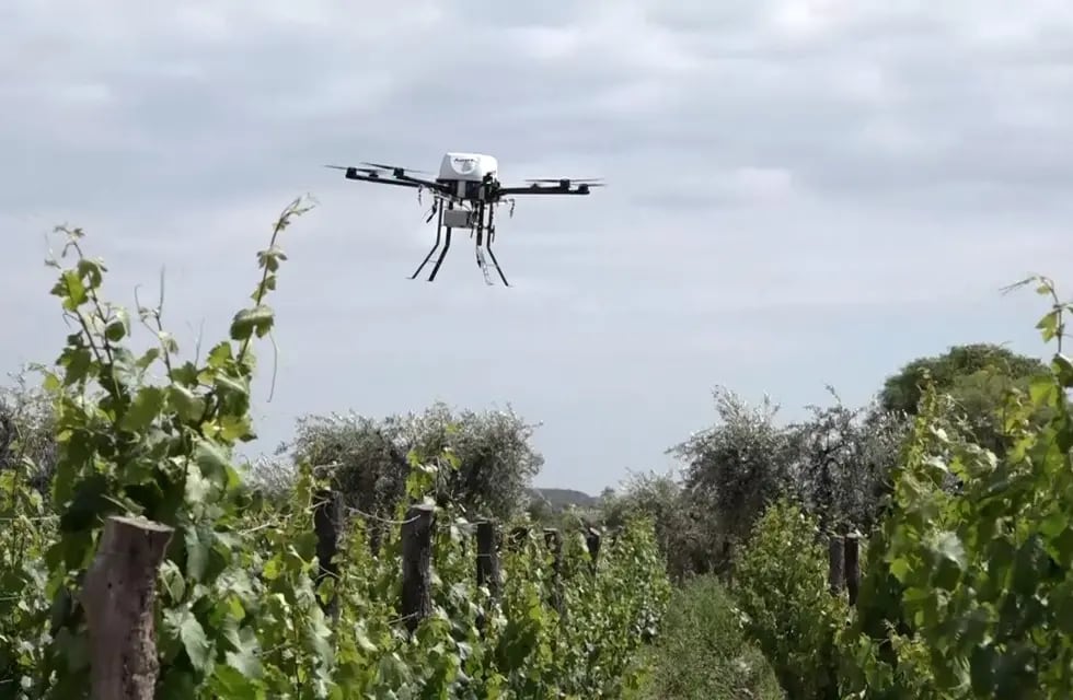El Iscamen utiliza drones de alta precisión para hacer aplicaciones específicas para combatir la lobesia botrana - Claudio Gutiérrez / Los Andes