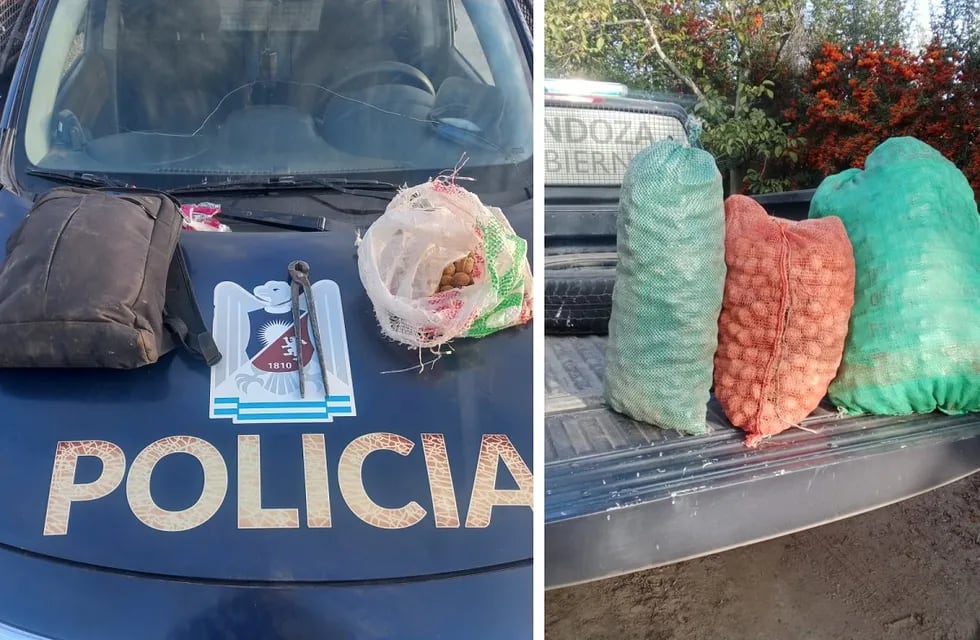 Recuperaron más de 200 kilos de nueces robadas y detuvieron a seis sospechosos en Tupungato. | Foto: Ministerio de Seguridad y Justicia