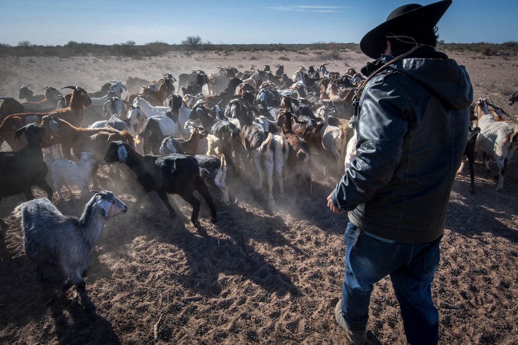 En el Puesto Díaz, Antonio Díaz es uno de los productores de chivos y cabras, se ven oblgados a sacar sus animales, a pastar por largas caminatas, debido a que el alimento escasea por la sequía. 
Foto: Orlando Pelichotti/ Los Andes