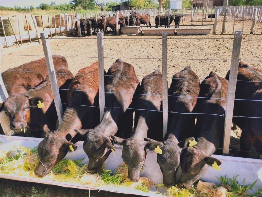 En Mendoza, algunos productores desarrollan alfalfa o maíz para alimentar a su propio ganado.