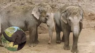 Antes y después: el notable cambio físico de la elefanta Guillermina en casi un año y medio en la selva brasileña. Foto: Archivo Los Andes