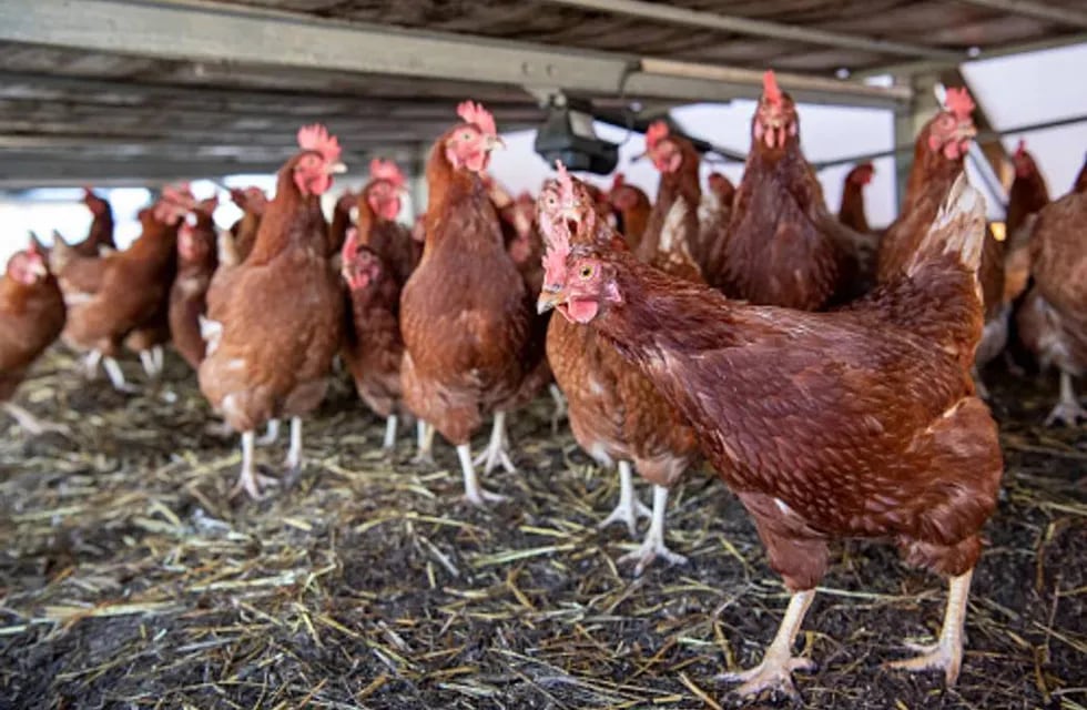 Se tuvieron que sacrificar 200.000 gallinas por un caso positivo de gripe aviar en Chubut.