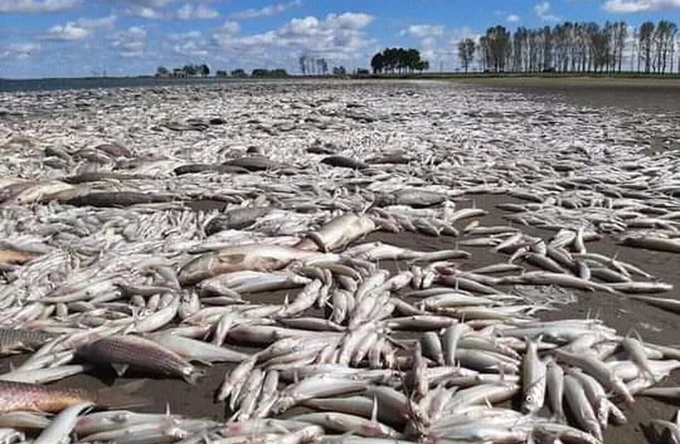 Aparecieron miles de peces muertos en una laguna de Junín