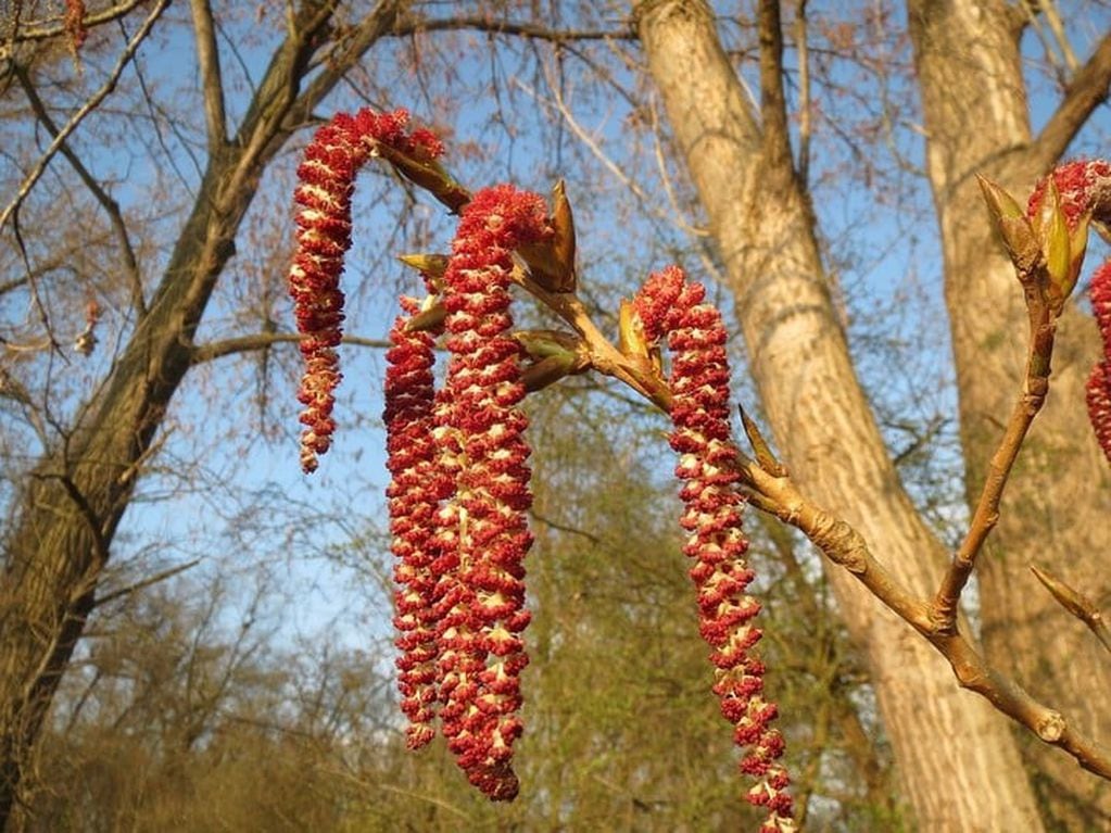 Las flores del álamo presenta una morfología similar a las orugas. Foto: Pixabay