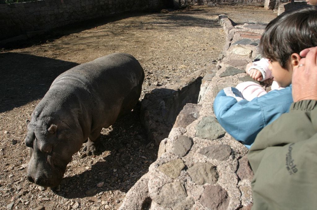 Historias del Zoo mendocino: el trágico final de los 3 hipopótamos y la pelotita de tenis “asesina”. Foto: Archivo / Los Andes.