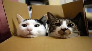 Por qué los gatos aman las cajas y los escondites cerrados