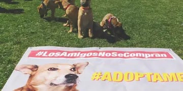 Buscan incentivar la adopción de perros