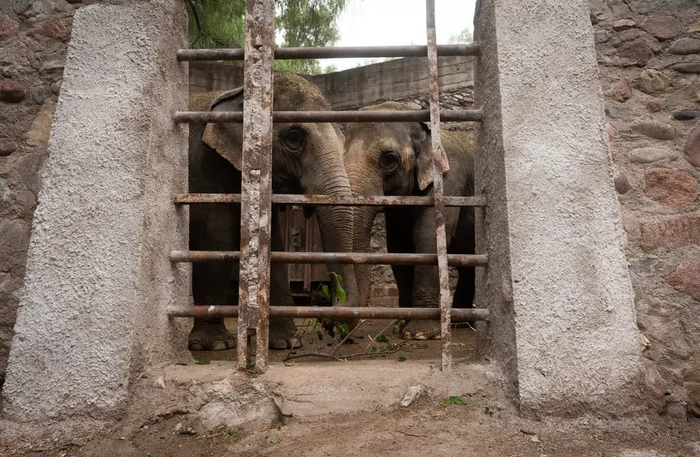 Los elefantes de Mendoza esperan autorización para ir a un santuario en Brasil. Foto: Ignacio Blanco / Los Andes