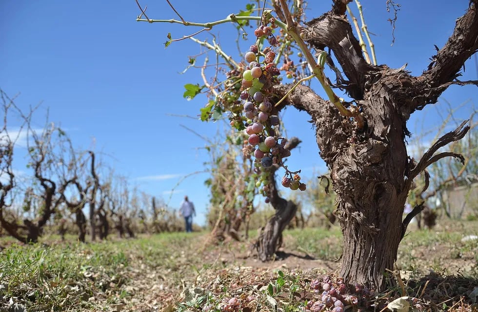 En San Rafael varias hectáreas de durazno, ciruelas, uvas y aceitunas resultaron dañadas por la tormenta de granizo.