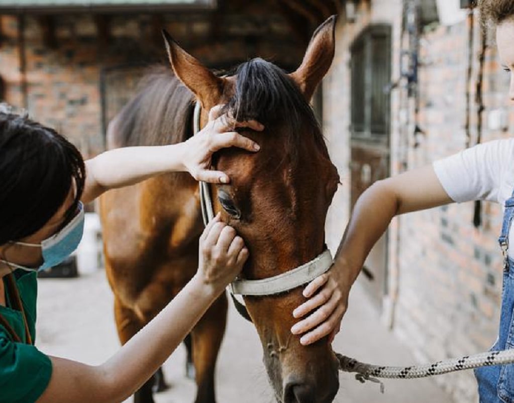 La encefalitis equina es una enfermedad vírica extremadamente grave que afecta a los caballos y, también, al ser humano. - Imagen ilustrativa / Web