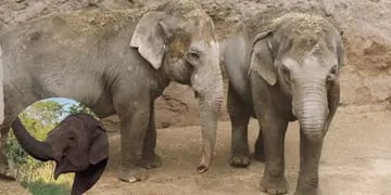 Antes y después: el notable cambio físico de la elefanta Guillermina en casi un año y medio en la selva brasileña. Foto: Archivo Los Andes