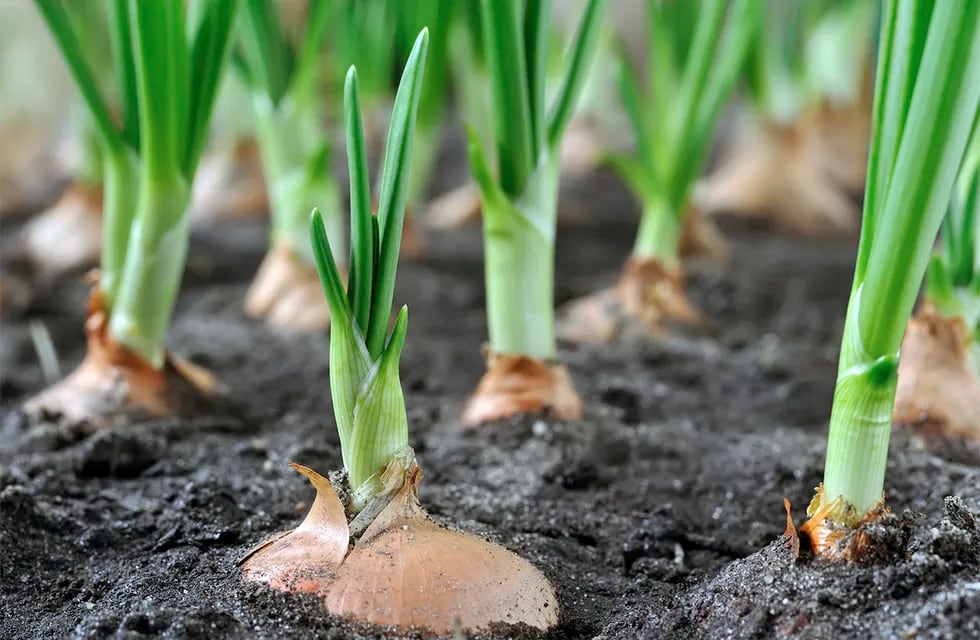 Uno de los principios fundamentales de la agricultura regenerativa es reducir el daño físico, biológico y químico en los suelos.