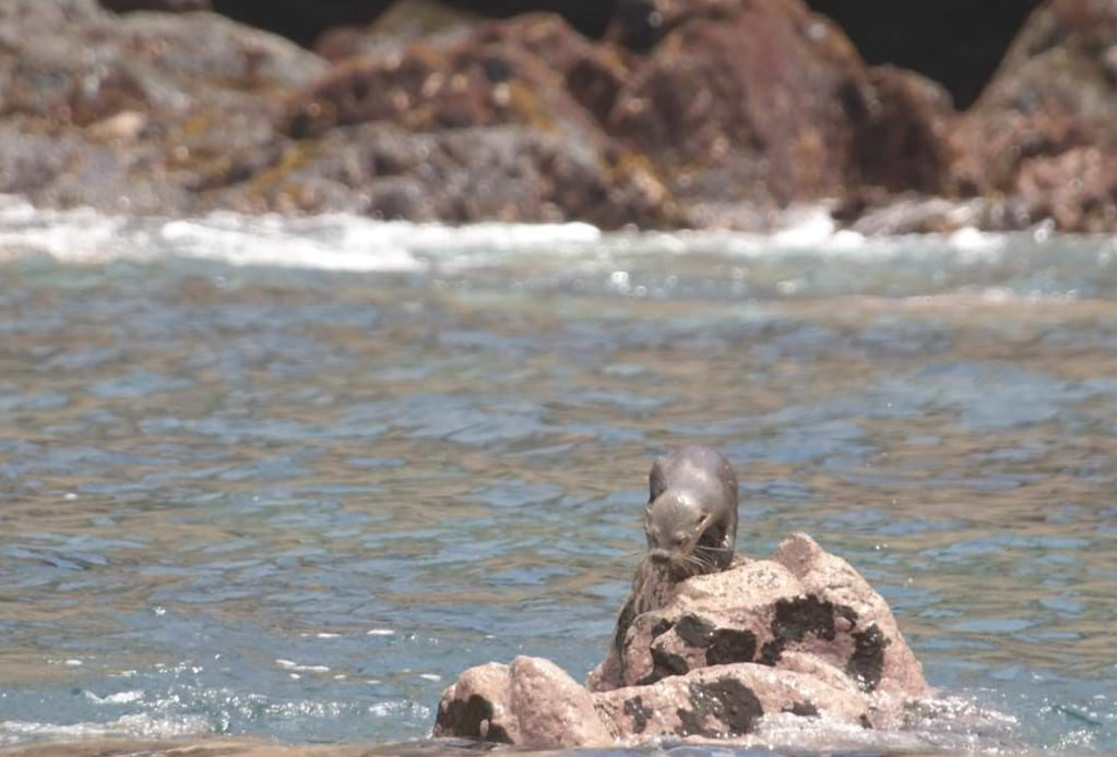 Isla Damas, un paraíso chileno a 110 kilómetros de La Serena y que permite ver delfines, ballenas y pingüinos. Foto: Turismo La Serena.