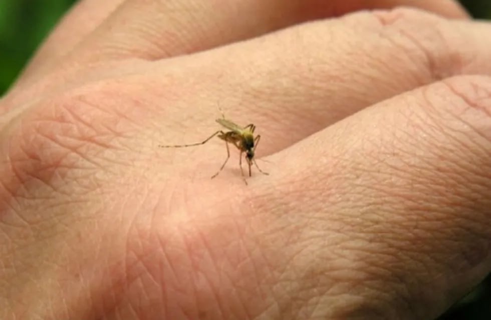 Brote de dengue: en Mendoza hay faltantes de repelentes y de la nueva vacuna