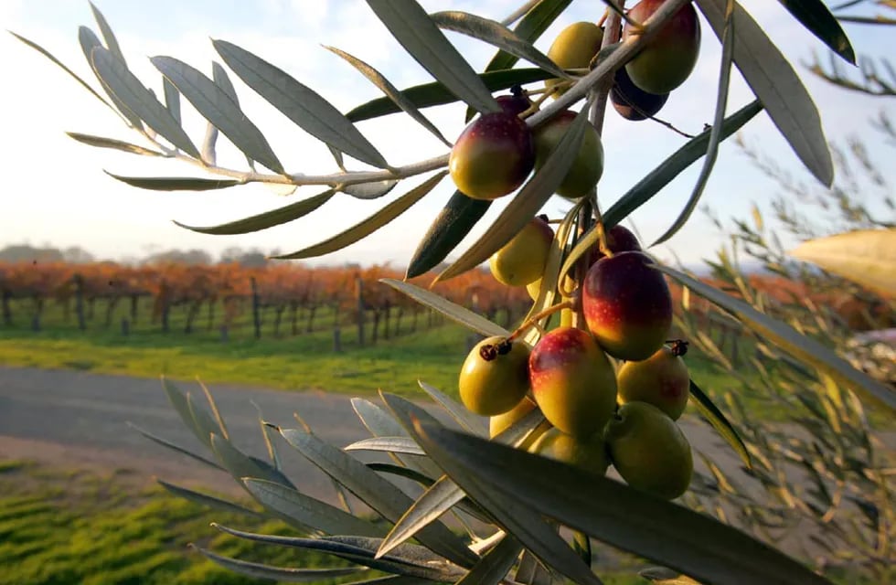 Productos Olivícolas y $15.000 para la mejor foto de olivos: ¿cómo participar?