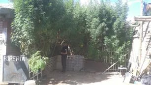 "bosque" de marihuana en maipú