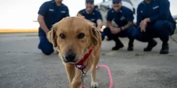 La increíble historia de Connie, la perra que sobrevivió ocho días en un contenedor