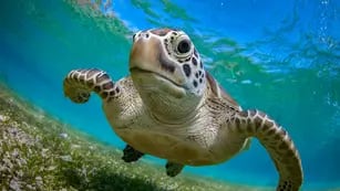 Por consumir carne de tortuga marina mueren 9 personas y hospitalizan a otras 78