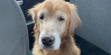 La triste historia de Sophia, la perra que fue abandonada a los 14 años