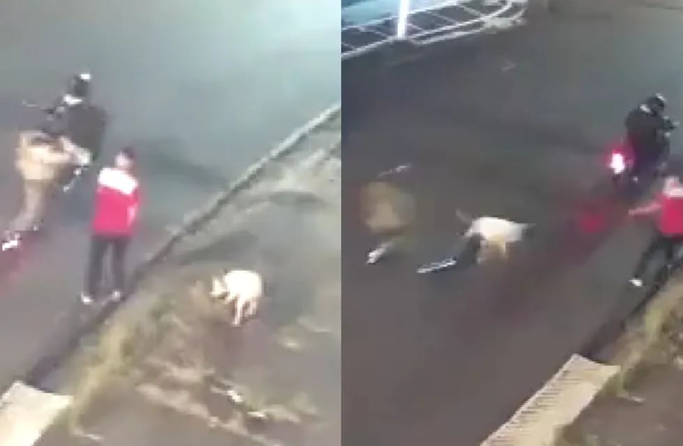 La mascota salvó a su dueño de un robo y recibió un disparo.