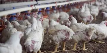 DIETA. El 95% de la nutrición de los pollos es a base de maíz y soja; por eso, el fuerte aumento que tuvieron estos granos impacta en la ecuación del negocio avícola. 