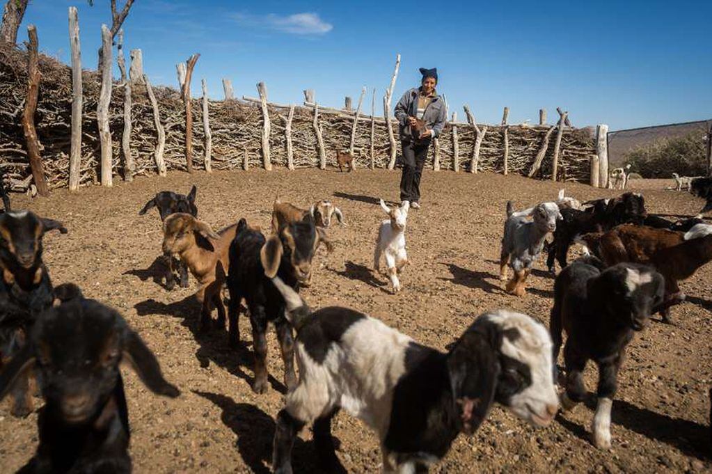 
Dueños del paisaje. En la actualidad, unos pocos puestos caprinos son la única actividad de la zona. | Ignacio Blanco / Los Andes
   