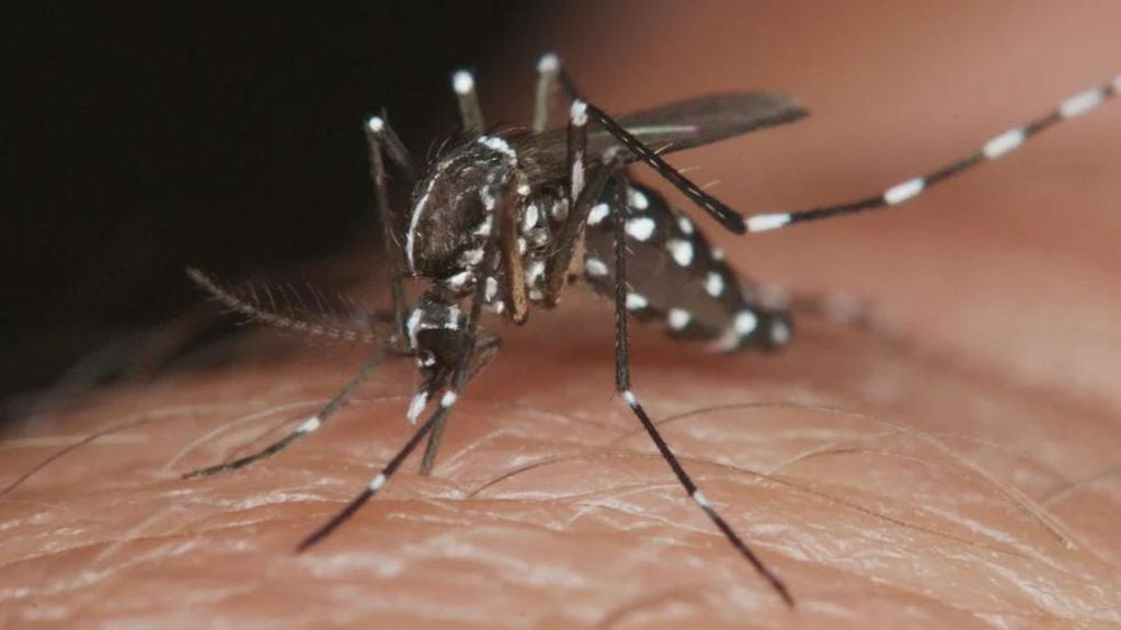 Aedes Aegypti, el mosquito vector del dengue