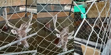 Secuestraron a “Bambi”, a tres chanchitos y otros 156 animales en Luján