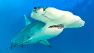 Un tiburón martillo rodeó a dos bañistas, ellas no se percataron de su presencia y el video estalló TikTok