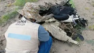 La semana pasada, unos andinistas hallaron 34 cóndores y un puma muertos por envenenamiento en la zona de Los Molles.