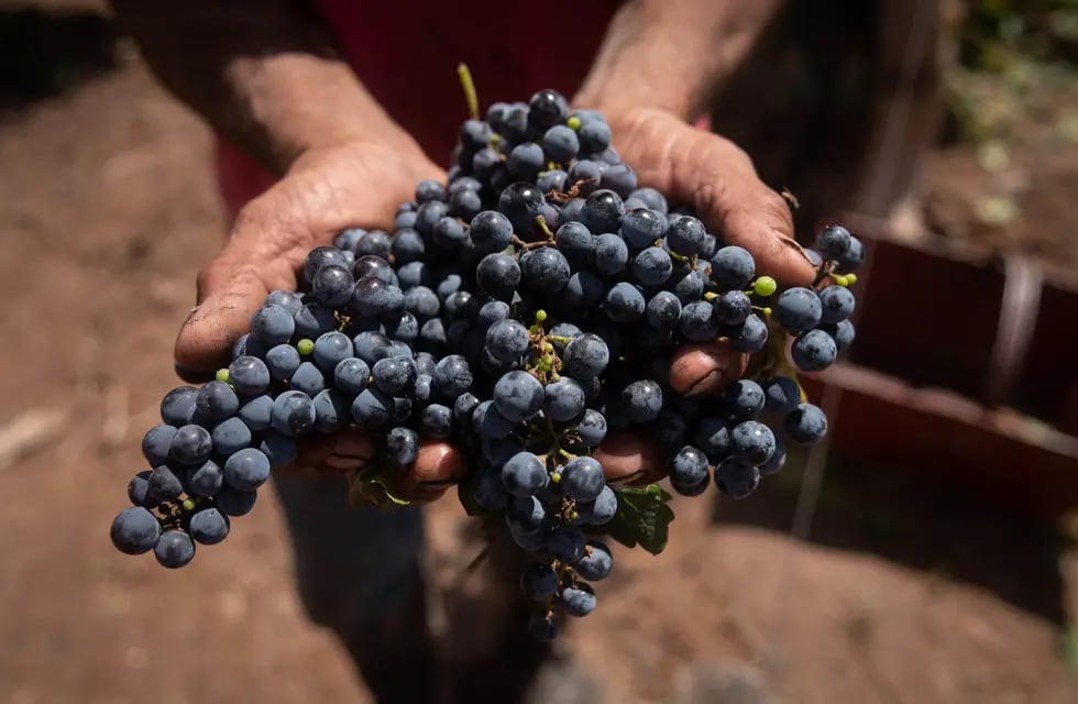 La cosecha 2023 en términos de calidad es muy prometedora para los enólgos. - Foto: Ignacio Blanco / Los Andes