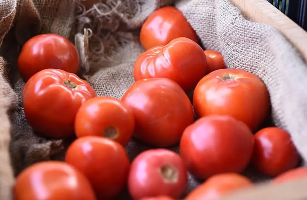 Tres opciones para aprovechar el tomate de temporada. / Archivo