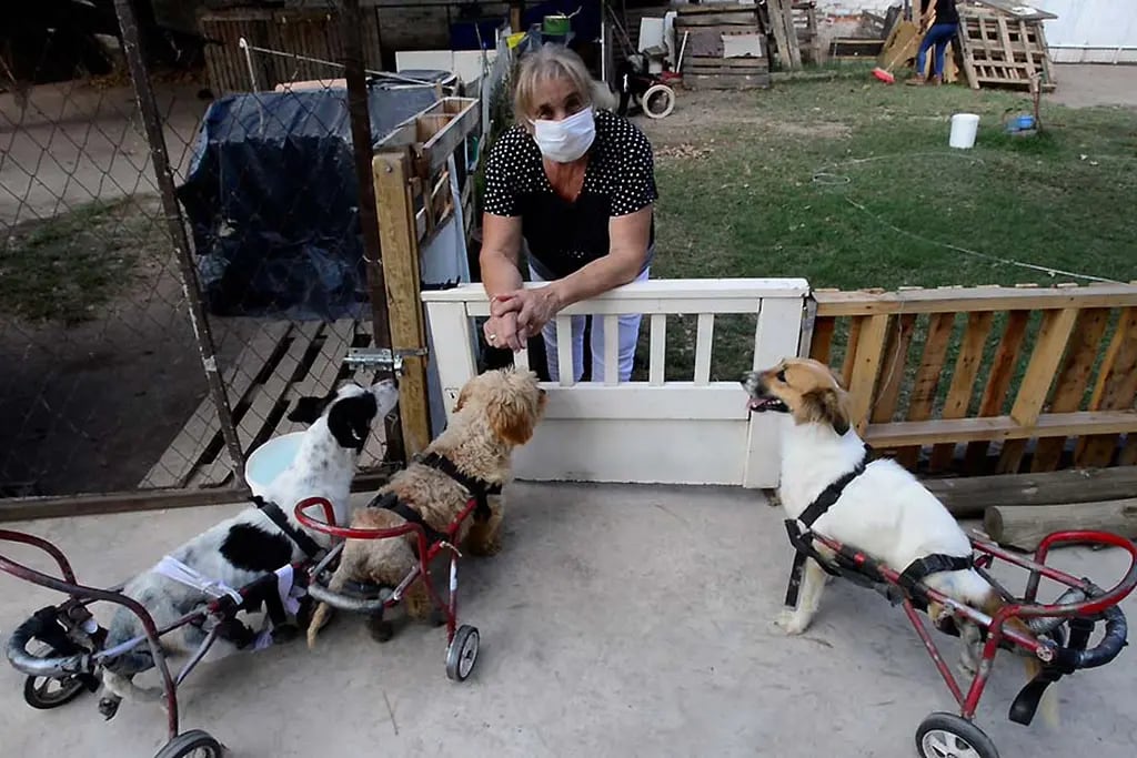 Un matrimonio de Las Heras atiende un hospital para perritos discapacitados y rescatados de la calle