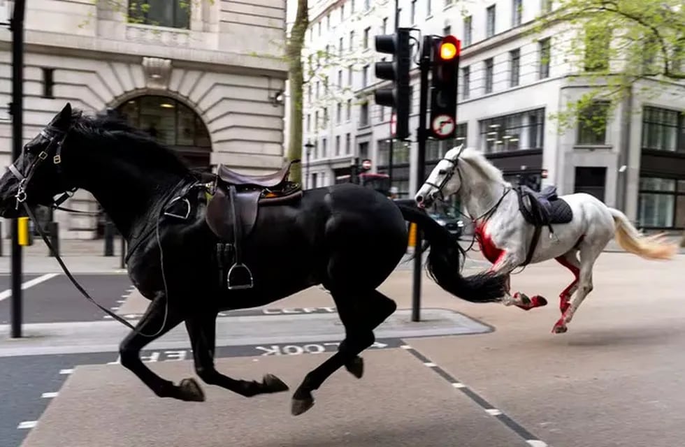 Los equinos causaron revuelo en las calles de Londres.