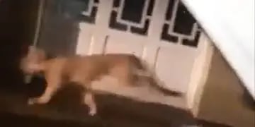 El puma en las calles de Coronel Dorrego (captura de video).