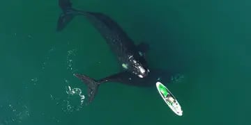 Video viral ballenas en Puerto Madryn