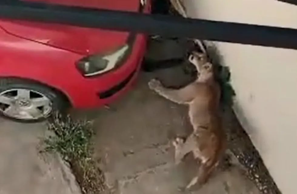 Video: encontraron un puma Alvear, lo sedaron para liberarlo y murió mientras era trasladado. Foto: Twitter @jp_navio