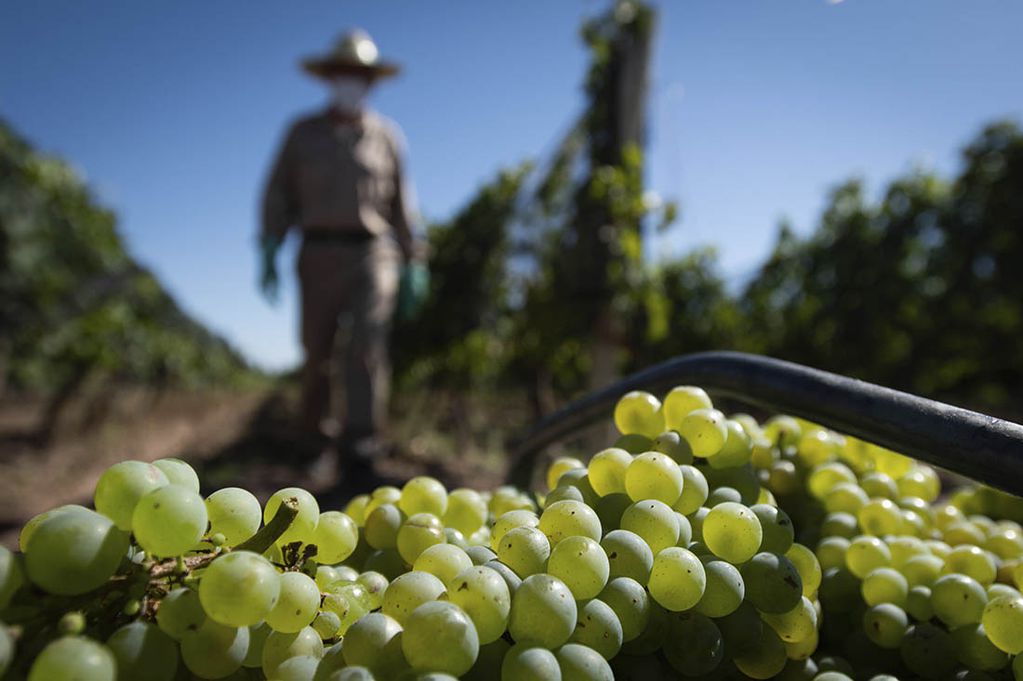 La cosecha de uva blanca ya va entrando a su fin. - Foto: Ignacio Blanco / Los Andes

