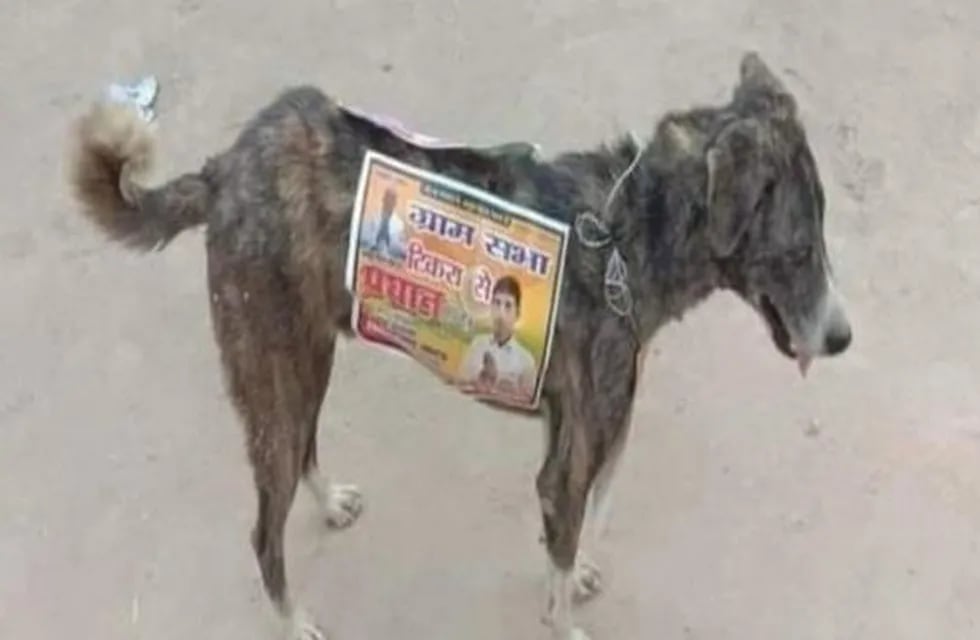 Políticos indios utilizan perros callejeros para hacer publicidad callejera. Foto: Gentileza.