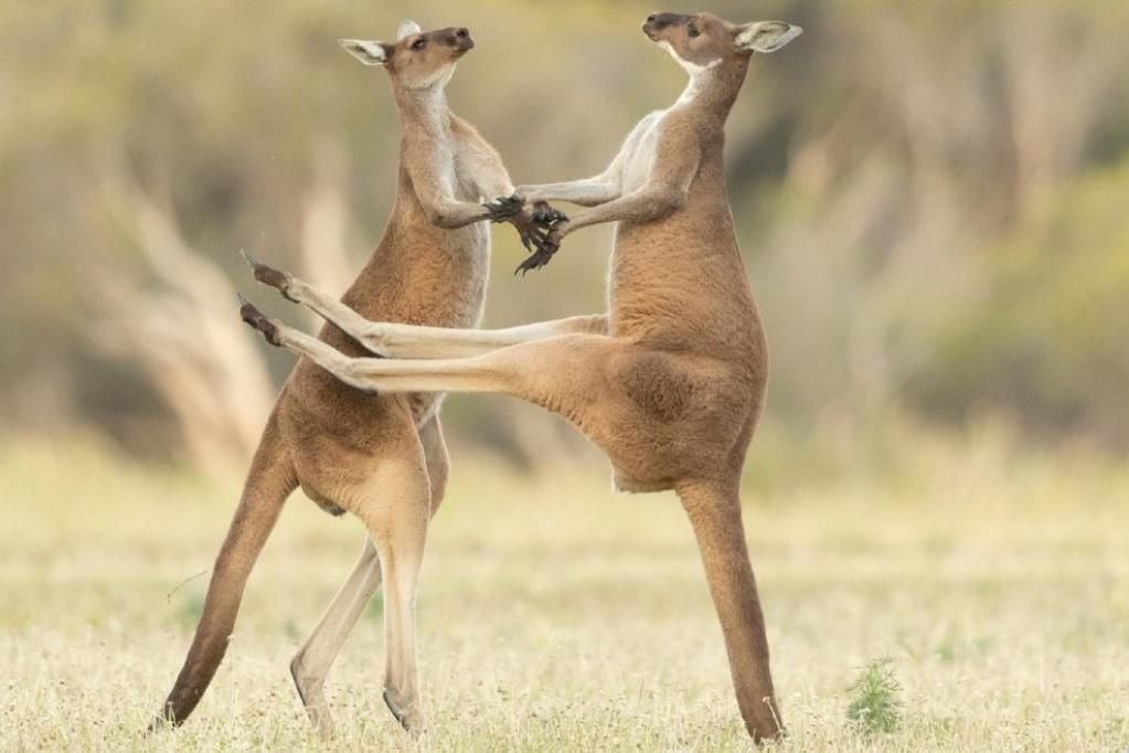  En Perth, Australia, dos canguros peleando. (Lea Scaddan)