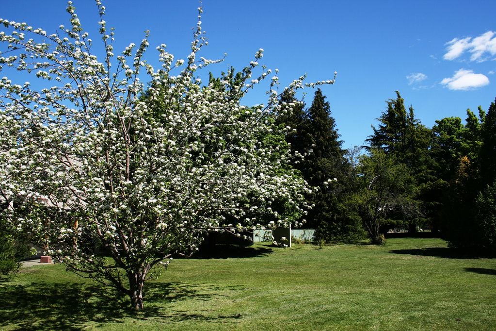 La historia del manzano de Newton que está en el Instituto Balseiro , de la UNCuyo, en Bariloche