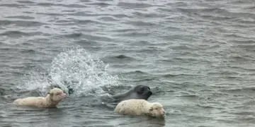 Insólito: dos ovejas nadaron 200 metros junto a un elefante marino en Chubut