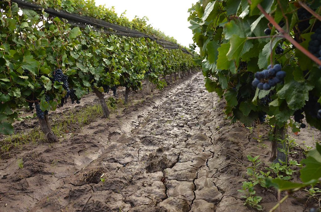 Las lluvias en la temporada complican la sanidad y la cosecha de las uvas. - Archivo / Los Andes