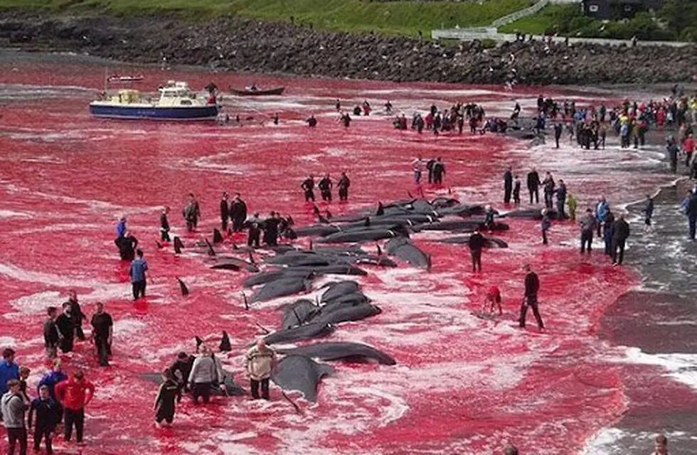 La cruel tradición de Islas Feroe de matar delfines ha recibido repudio mundial. Foto: Twitter @Bravo19703