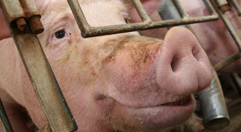 La peste porcina africana tiene alta letalidad entre los animales (Archivo)