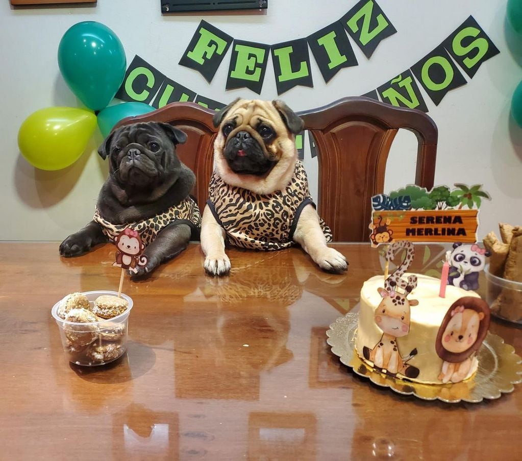 La dueña de cuatro pugs celebra sus cumpleaños en el Este, con torta incluida. | Foto: gentileza