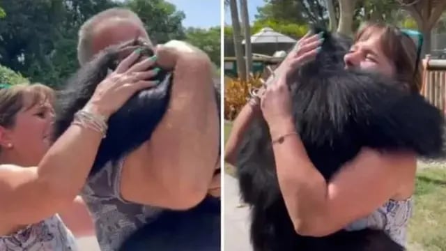 Emocionante reencuentro de un chimpancé con el matrimonio que le salvó la vida