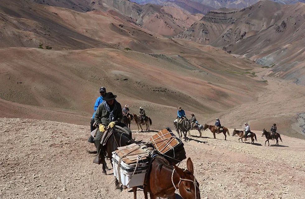 Mulas de carga en parque Aconcagua. Foto: Los Andes
