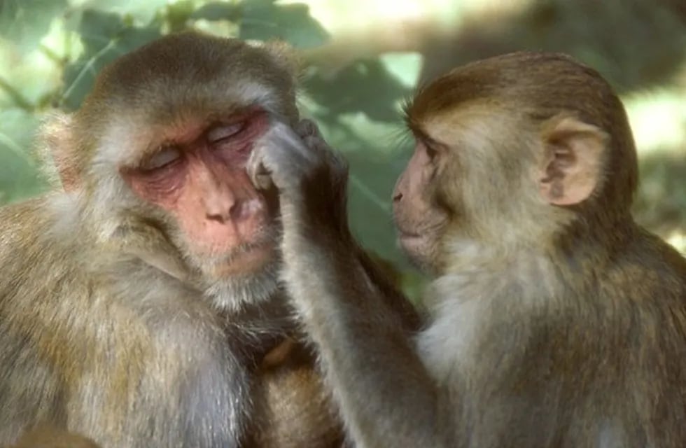 Un estudio con monos reveló algunos comportamientos que reflejan también la condición humana.