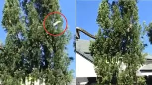Video: Vecinos filman a una Pitón Gigante escalando un techo en Australia